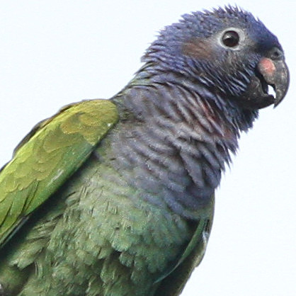 Blue-headed Parrot (Pionus menstruus)