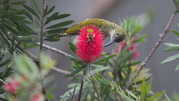 Streaked Spiderhunter (Arachnothera magna)