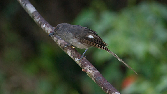 Long-tailed Sibia (Heterophasia picaoides)