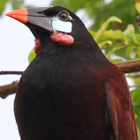 Montezuma Oropendola (Psarocolius montezuma)