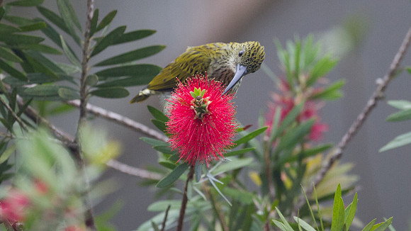 Streaked Spiderhunter (Arachnothera magna)