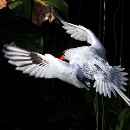 Red-billed Tropicbird (Phaethon aethereus)