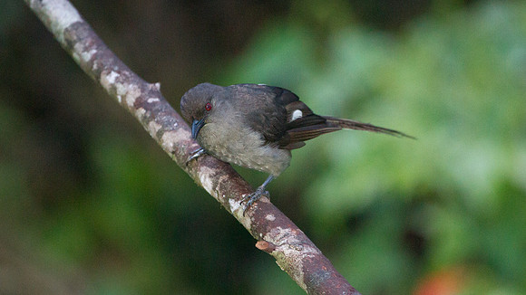 Long-tailed Sibia (Heterophasia picaoides)
