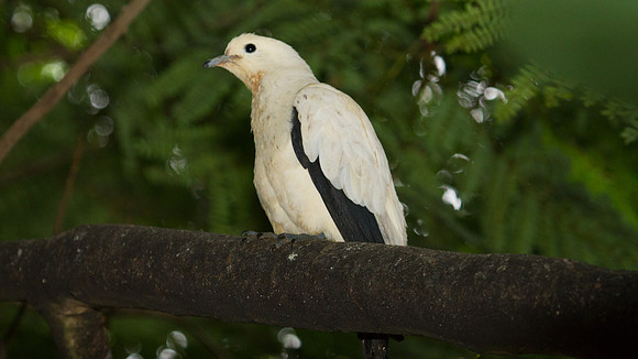 Pied Imperial Pigeon (Ducula bicolor), captive