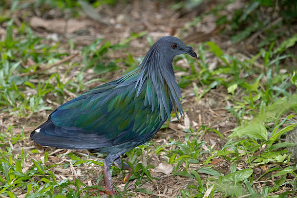 Nicobar Pigeon (Caloenas nicobarica), captive