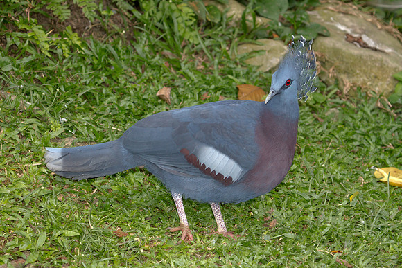 Victoria Crowned Pigeon (Goura victoria), captive