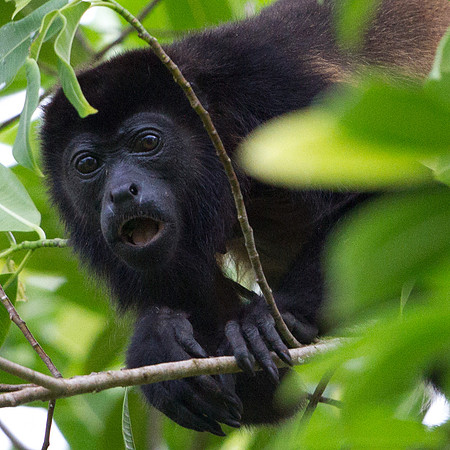 Coiba Island howler (Alouatta coibensis); endemic