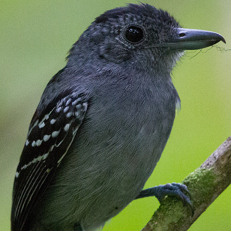 Chestnut-backed Antbird (Myrmeciza exsul)