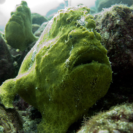 Frogfish (Antennariidae)