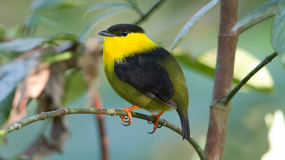 Almirante Manakin (Manacus x cerritus) Male