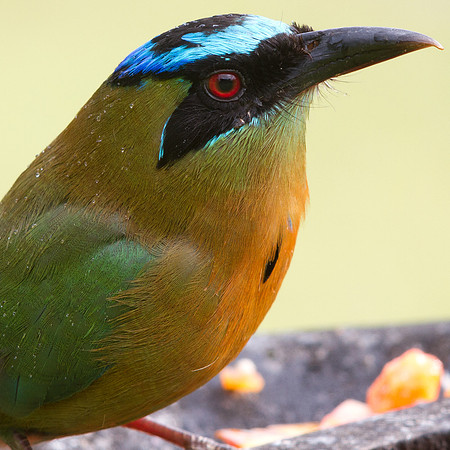 Blue-crowned Motmot (Momotus momota)