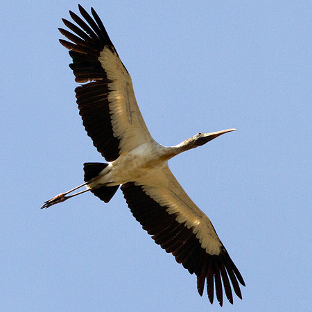 Wood Stork (Mycteria americana)