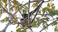 Muller's Bornean Gibbon with baby