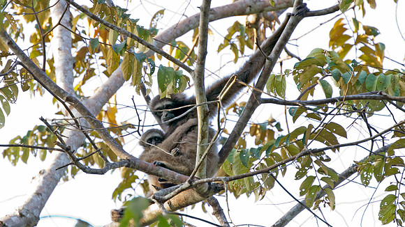 Muller's Bornean Gibbon with baby