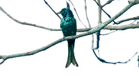 Bronzed Drongo (Dicrurus aeneus)