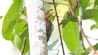 Orange-backed Woodpecker (Reinwardtipicus validus)
