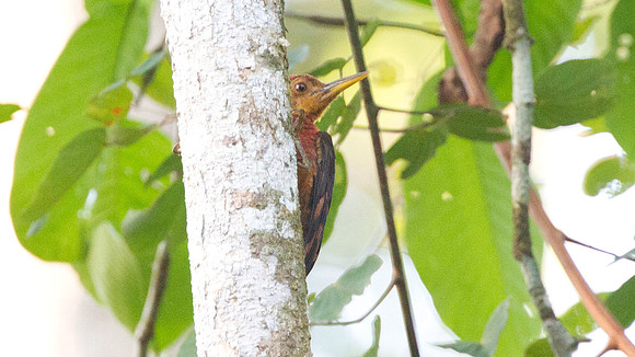 Orange-backed Woodpecker (Reinwardtipicus validus)