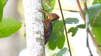 Orange-backed Woodpecker (Reinwardtipicus validus)