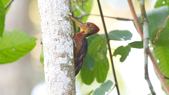 Orange-backed Woodpecker (Reinwardtipicus validus)