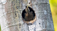 Orange-backed Woodpecker (Reinwardtipicus validus)