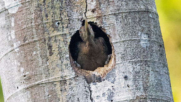 Orange-backed Woodpecker (Reinwardtipicus validus)