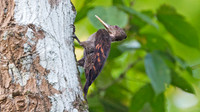 Orange-backed Woodpecker (Reinwardtipicus validus)