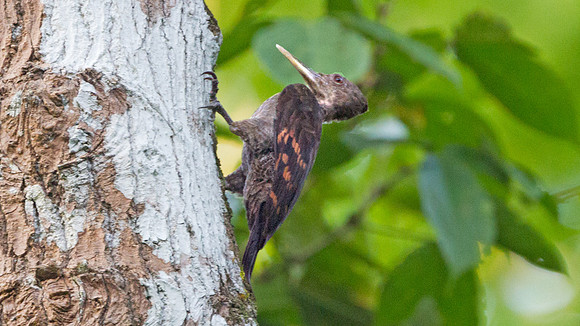 Orange-backed Woodpecker (Reinwardtipicus validus)