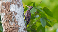 Orange-backed Woodpecker (Reinwardtipicus validus)