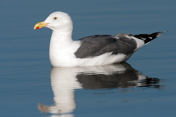 Western Gull (Larus occidentalis)