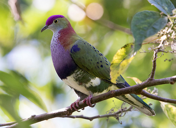 Superb fruit dove (Ptilinopus superbus) Male