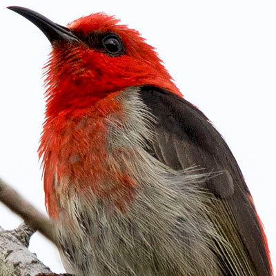 Scarlet myzomela (Myzomela sanguinolenta) Male