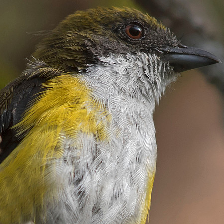 Yellow-sided flowerpecker (Dicaeum aureolimbatum)