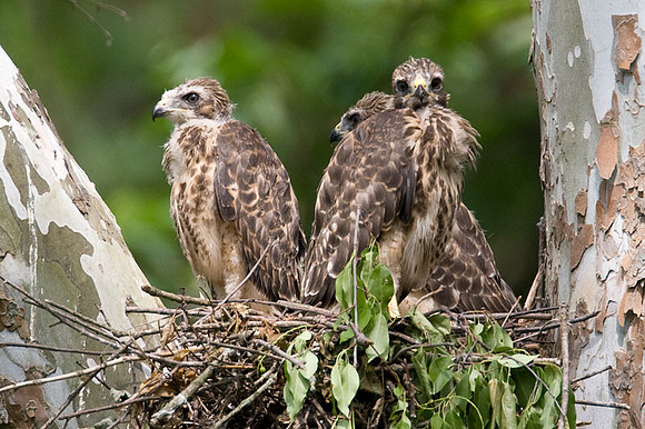 Red-shouldered Hawk (Buteo lineatus) juvenile