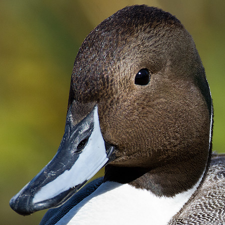 Northern Pintail (Anas acuta)