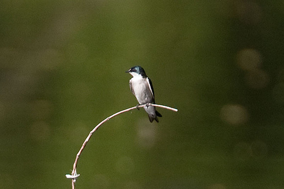 Mangrove Swallow (Tachycineta albilinea)