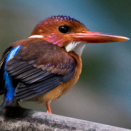 Sulawesi dwarf kingfisher (Ceyx fallax) Male