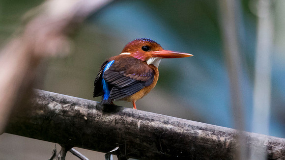 Sulawesi dwarf kingfisher (Ceyx fallax) Male