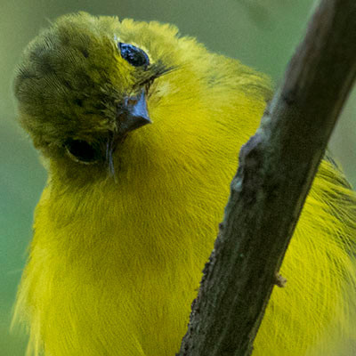 Citrine canary-flycatcher (Culicicapa helianthea)