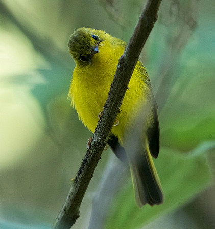 Citrine canary-flycatcher (Culicicapa helianthea)