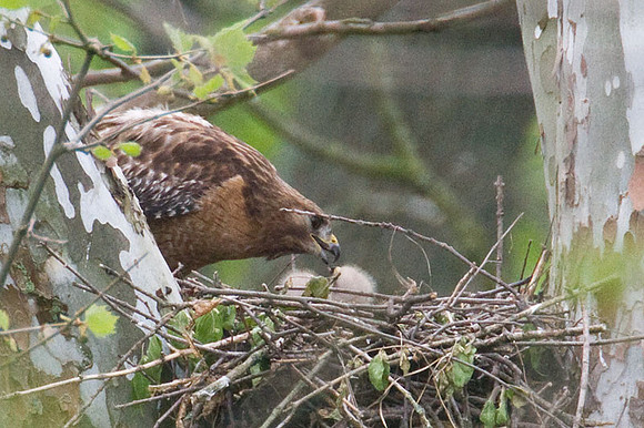 Red-shouldered Hawk (Buteo lineatus) adult and chicks
