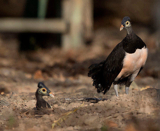 Maleo (Macrocephalon maleo)