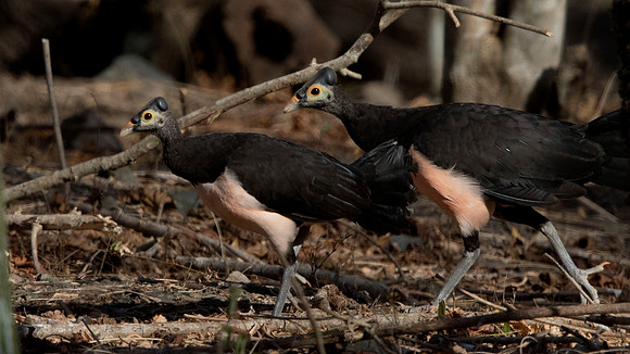 Maleo (Macrocephalon maleo)