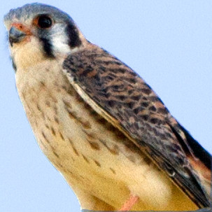 American Kestrel (Falco sparverius)