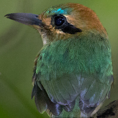 Tody Motmot (Hylomanes momotula)
