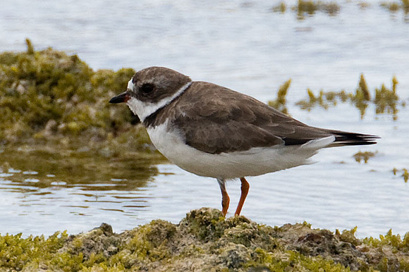 Semipalmated Plover (Charadrius semipalmatus)