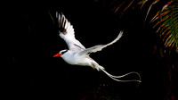 Red-billed Tropicbird (Phaethon aethereus)