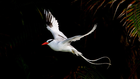 Red-billed Tropicbird (Phaethon aethereus)