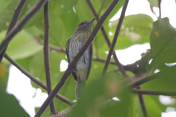 Bright-rumped Attila (Attila spadiceus) also known as Polymorphic Attila