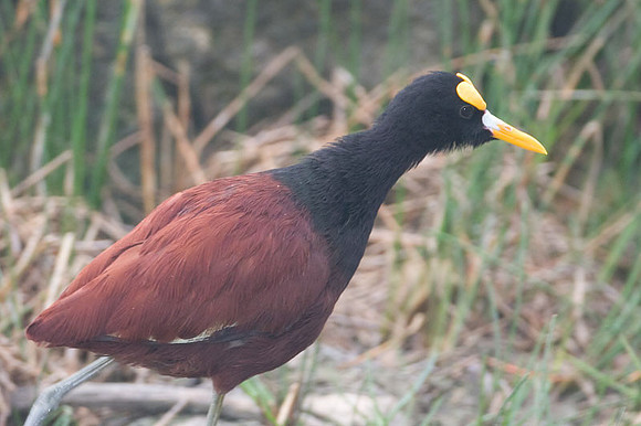 Northern Jacana (Jacana spinosa)