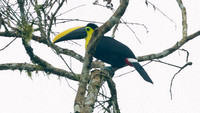 Choco Toucan (Ramphastos brevis)